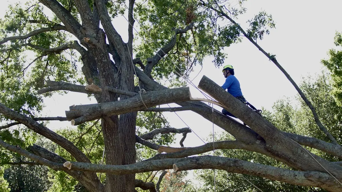 Professional Crown Thinning performed by certified arborists in New Hope